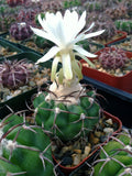 Discocactus crystallophilus