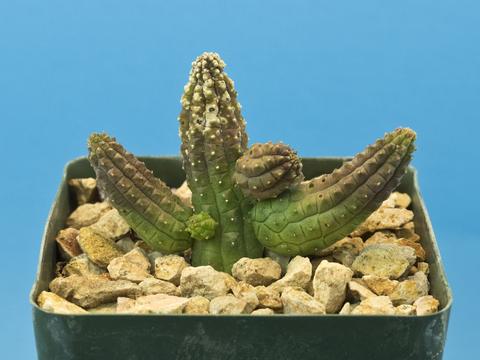 Echidnopsis cereiformis (Red Flower)