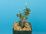 Euphorbia milii 'Lemon Drops'
