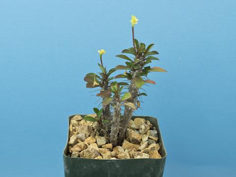 Euphorbia milii 'Lemon Drops'