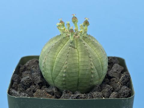 Euphorbia obesa [FEMALE]