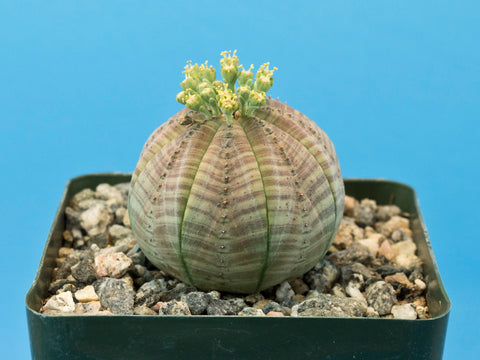 Euphorbia obesa [MALE]