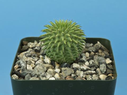 Euphorbia suzannae