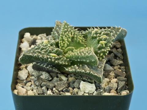 Faucaria felina ssp. tuberculosa cv. ‘Sato’