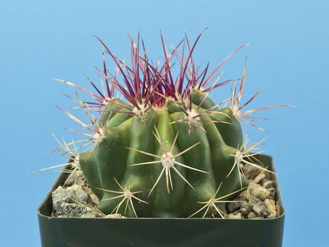 Ferocactus pilosus