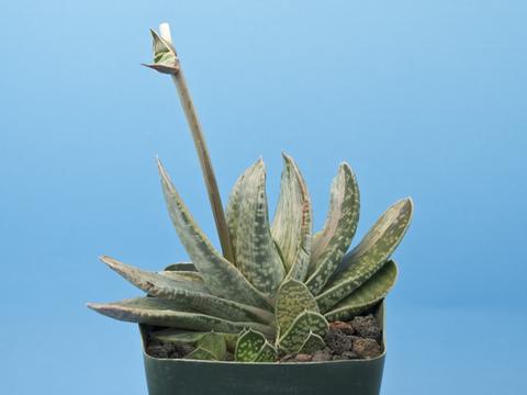 Gasteria cv. Sakura Fuji