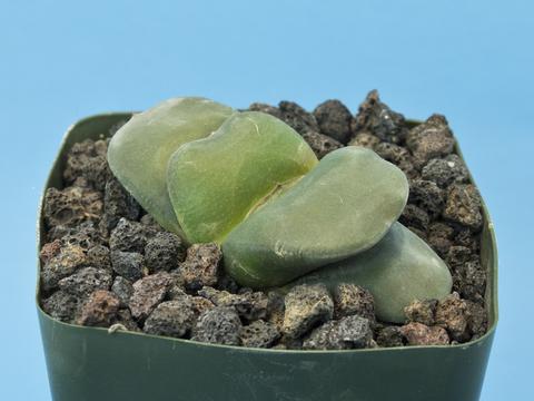 Gasteria armstrongii hybrid