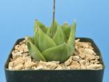 Haworthia cymbiformis var. ramosa