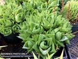 Haworthia cymbiformis var. ramosa
