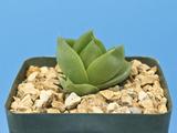Haworthia cymbiformis var. ramosa