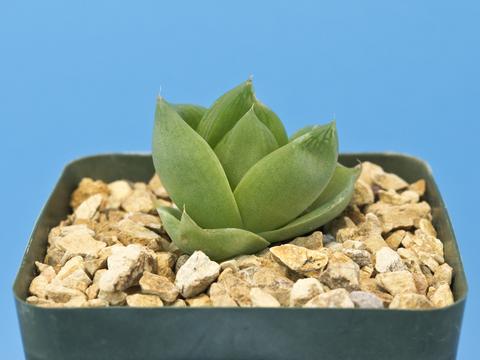 Haworthia cymbiformis var. ramosa