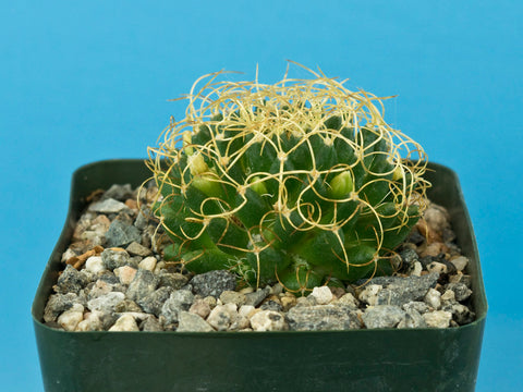 Mammillaria camptotricha 'Marnier Lapostollei'
