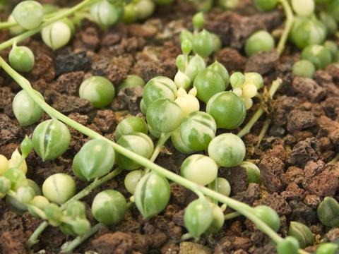 Senecio rowleyanus variegated