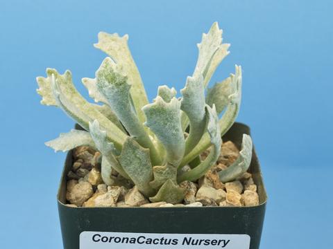 Senecio scaposus var. addoensis