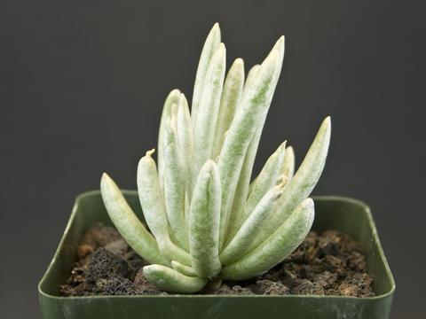 Senecio scaposus