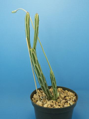 Senecio stapeliaeformis