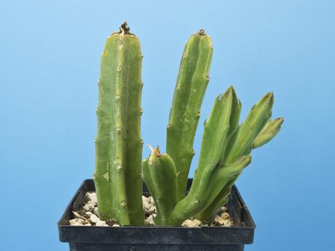 Stapelia leendertziae