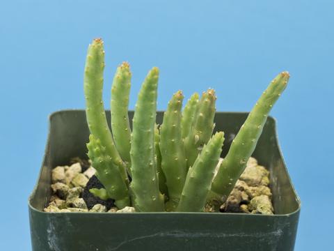 Stapelia paniculata var. scitula (Yellow)